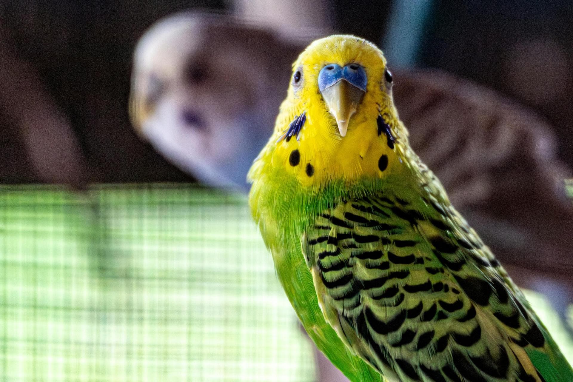 Dog & Cat Vets in Chapel St Leonards