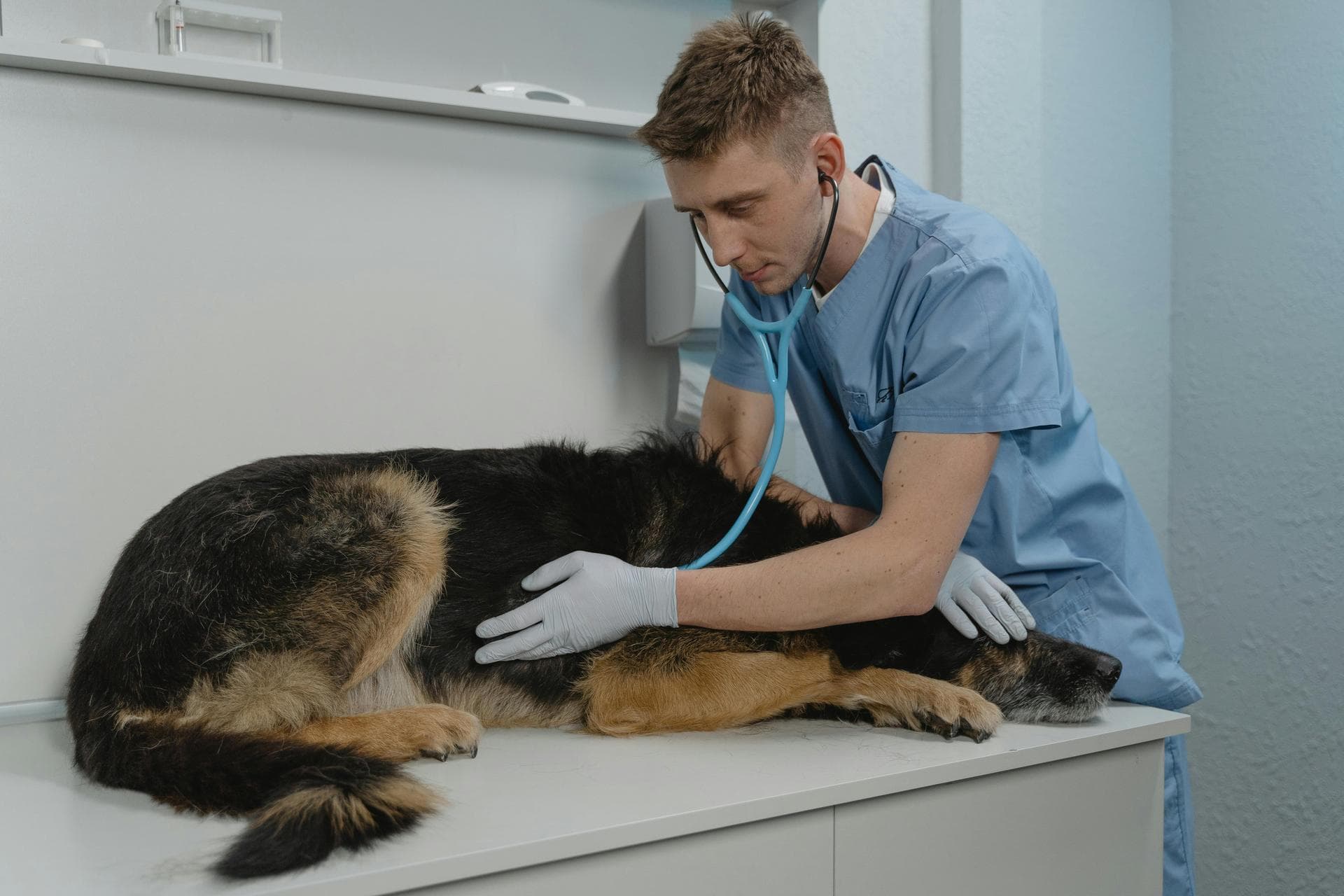 Dog & Cat Vets in Sutton On Sea